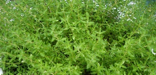 oregano enano